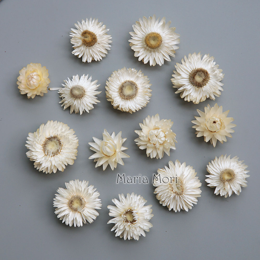 Natural Dried Colorful Chrysan - Candle Making Products ulasan dan harga